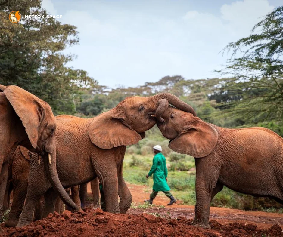 Logistics of navigating the bush with young travelers