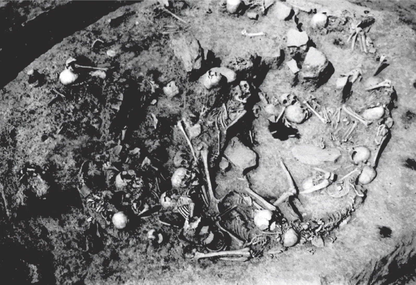 Photograph of the Gomolava mass burial (reproduced courtesy of the Museum of Vojvodina). Note that no scale was included in the original photograph. (CREDIT: Sara Nylund after Tasic 1972)