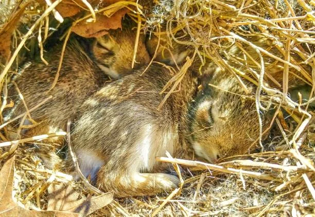The rabbits are sleeping soundly