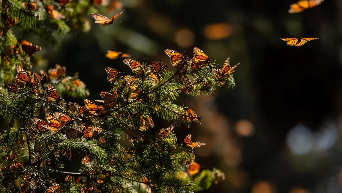 © WWF-US / McDonald Mirabile