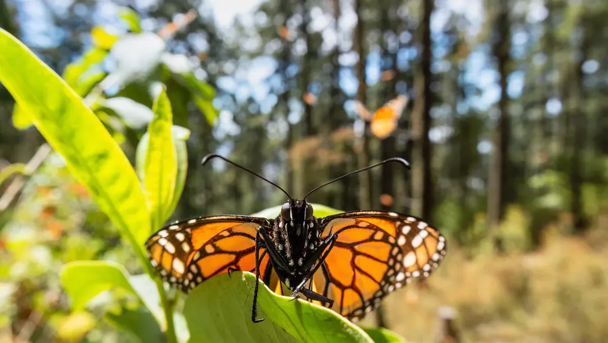 © McDonald Mirabelle / WWF-US