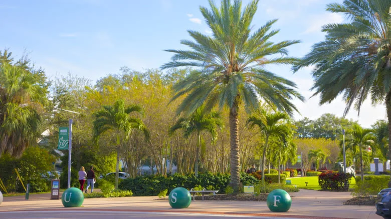 Palm trees line the pavement of the South Florida University campus - Barry Winiker/Getty Images