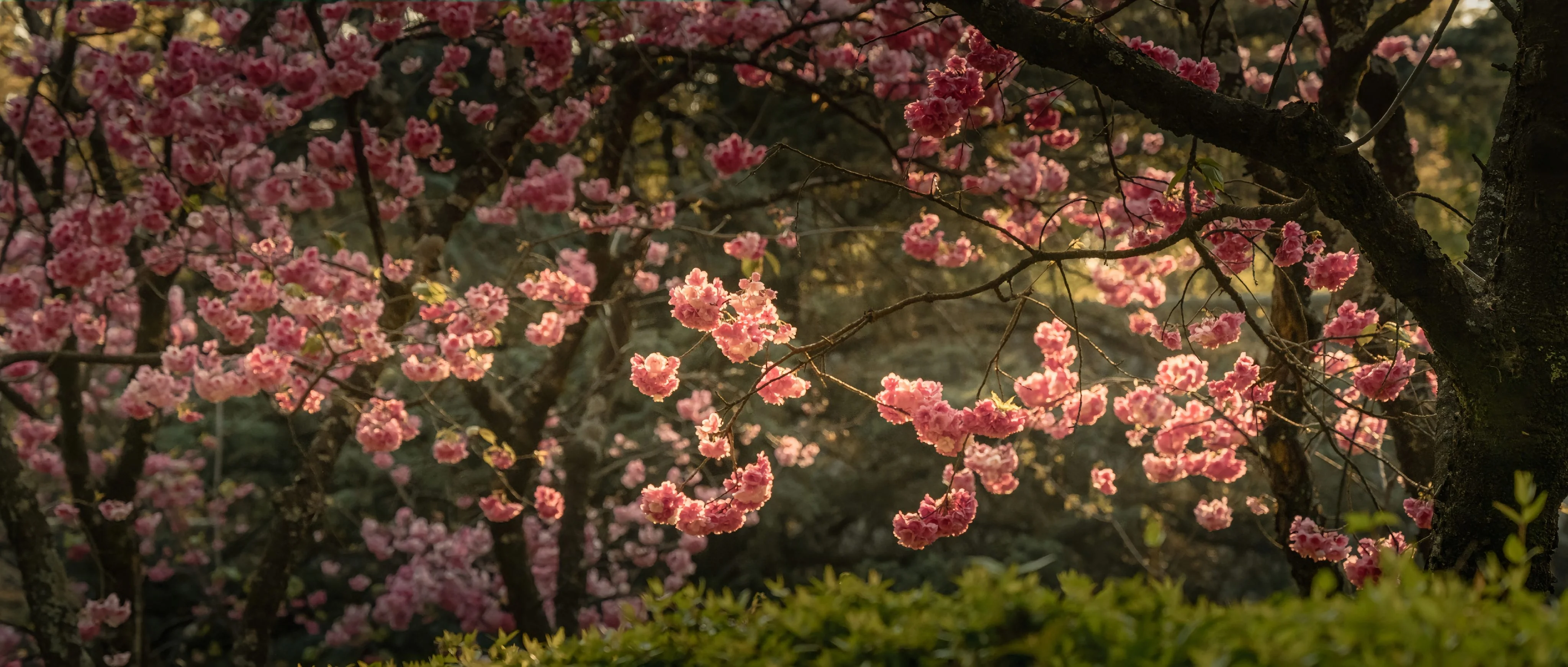 Pink cherry blossoms in full bloom at Daguan Park, Kunming, backlit by the warm, golden light of sunset, emphasizing the "Spring City" atmosphere.