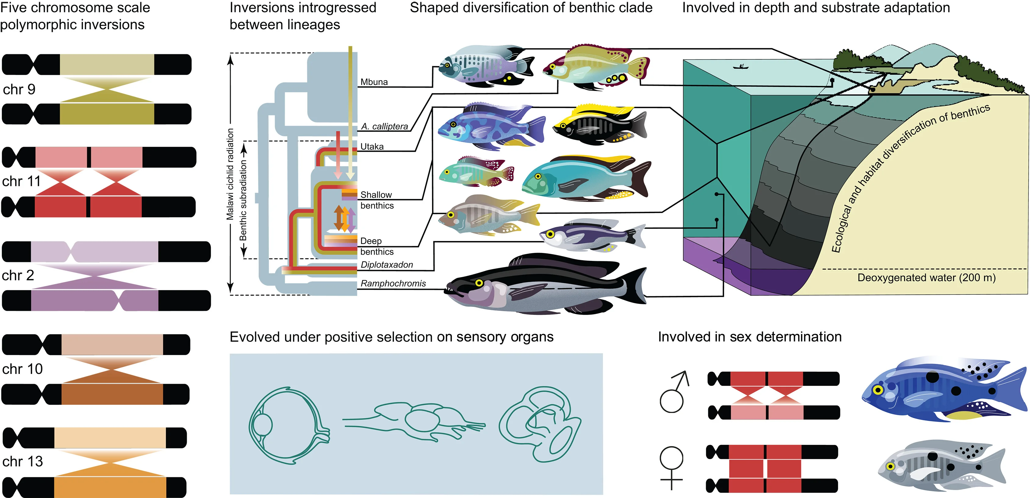 Five large chromosomal inversions contribute to the diversification of Malawi cichlids. Inversions established in the diverse benthic subradiation. Inversion-region haplotypes were exchanged through hybridization of lineages within and outside of the Malawi radiation and contribute to ecological and habitat divergence, sensory adaptation, and sex determination.