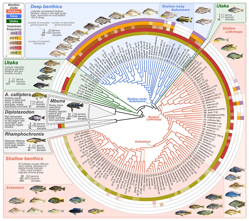 Study system and prevalence of five large inversions.