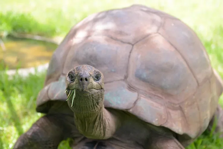 Jonathan the Giant Tortoise. Credit : Gillian Moore / Alamy Stock Photo