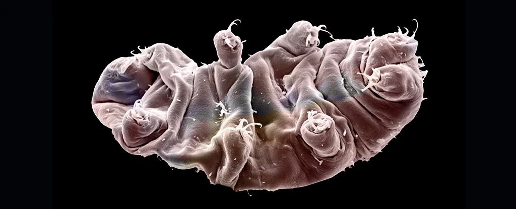Preventing lethal shrinkage through induced stiffness