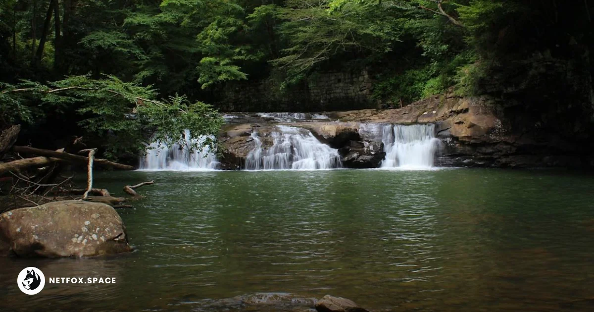 A guide to Fayetteville, WV's spring season, focusing on the New River Gorge National Park wildflower blooms, waterfall trails, and optimal timing for visitors.