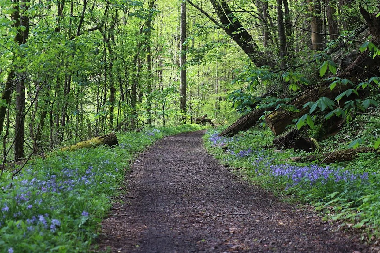 Wildflowers lining a hiking trail. Credit: Jordan Charbonneau/Travel + Leisure