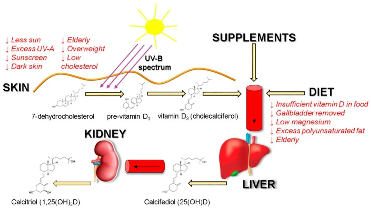 Sources of Vitamin D and possible factors affecting its absorption. Diet and lifestyle factors with downward arrows are associated with decreased vitamin D absorption and biosynthesis. (Šimoliūnas et al., Medicina, 2019)
