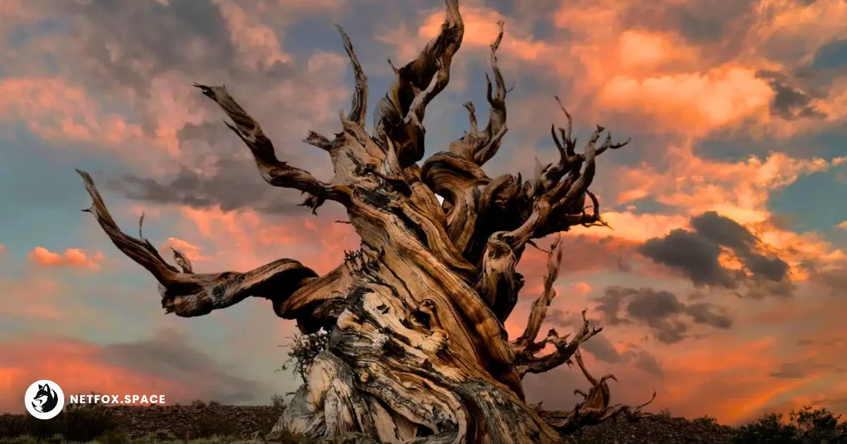 Researchers have sequenced the genome of a 5,000-year-old Bristlecone pine, identifying specific DNA repair and stress response genes linked to its longevity.