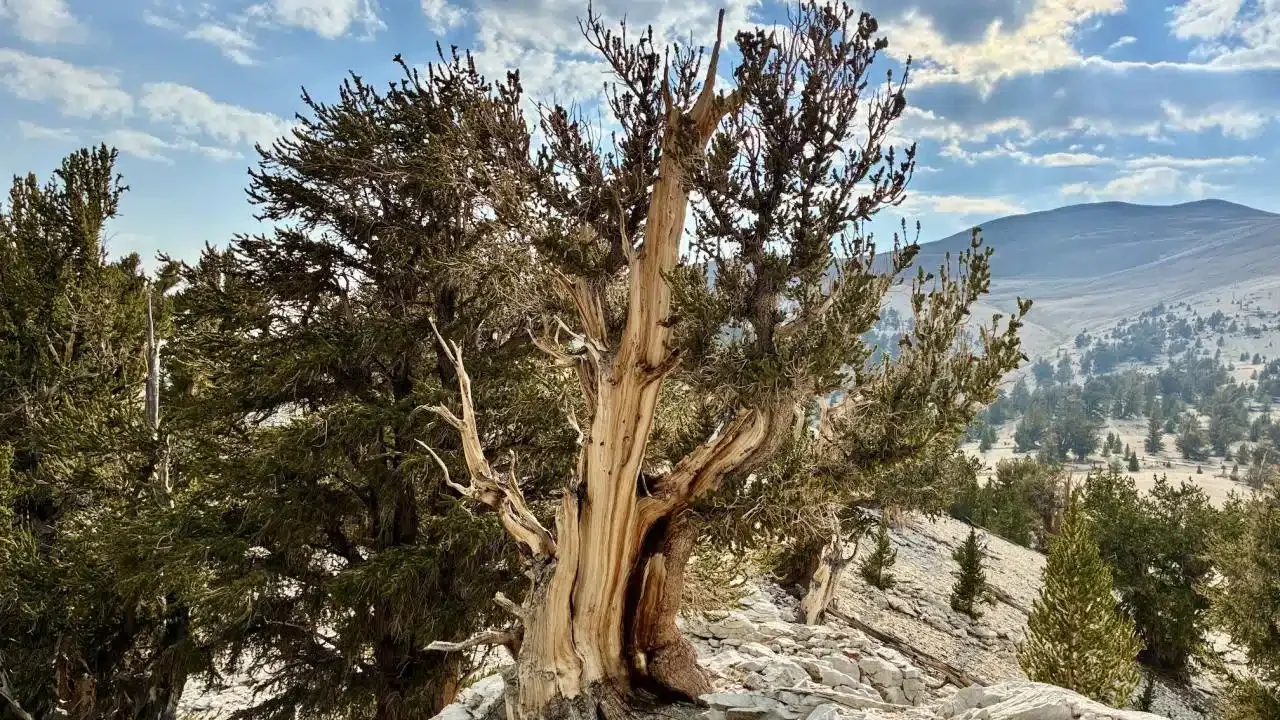 The bristlecone pine tree is the world’s oldest living non-clonal organism. This one grows in California’s White Mountains. Image credit: Kat Kerlin/UC Davis
