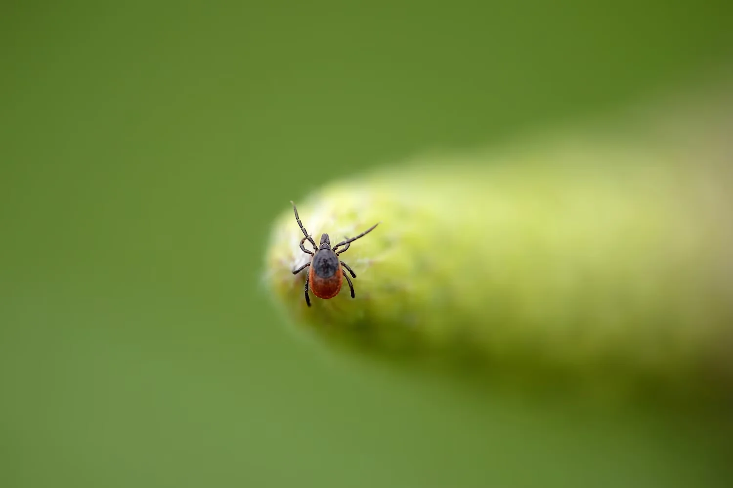 Stock photo of a tick. Imagebroker/david & Micha Sheldo/STOCK PHOTO/Getty Images