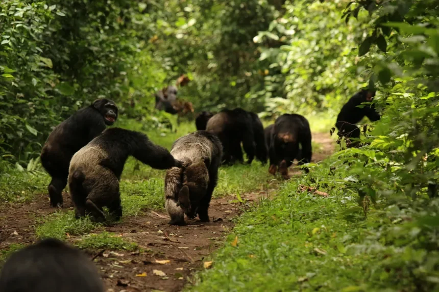 Ngogo chimpanzees grimace and reassure each other upon hearing other chimps in 2015. Aaron Sandel
