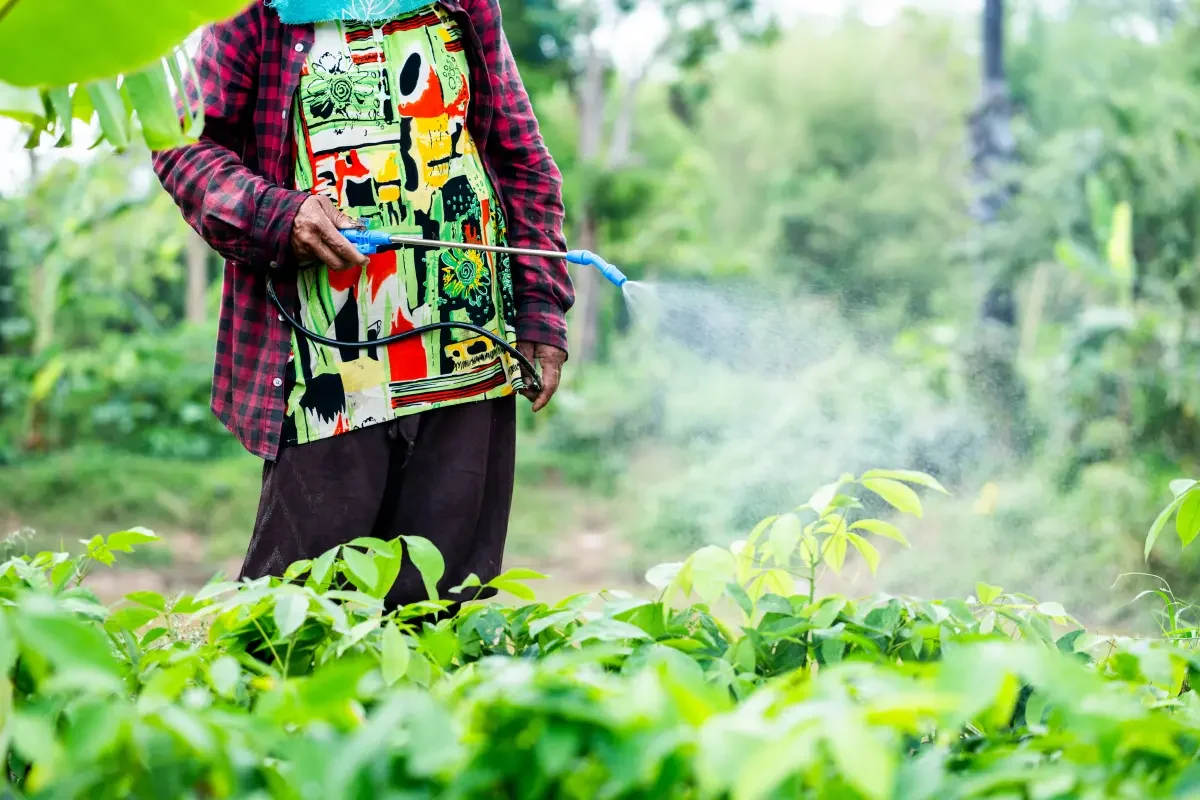 Pesticide residues on fruits, vegetables and whole grains may contribute to rising lung cancer rates in young, non-smoking Americans, the study suggests. sawitreelyaon – stock.adobe.com