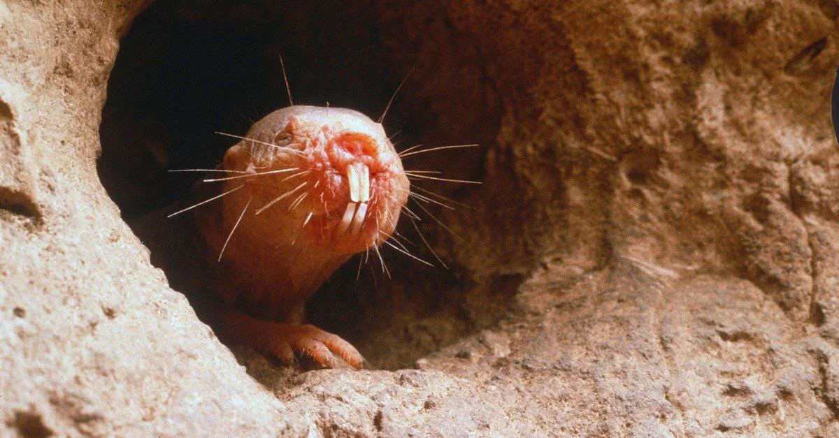 Some naked mole-rats in the colony act as soldiers, guarding entrances to their underground tunnels.